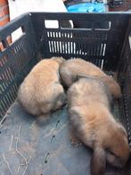 Nederlandse dwerg hangoor, Dieren en Toebehoren, Vrouwelijk, Dwerg, Hangoor