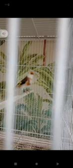 te koop major putter pop skrpaati van 2023 prijs 350 euro s, Dieren en Toebehoren, Vogels | Overige Vogels, Vrouwelijk, Wildzangvogel