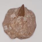 fossiel Haaientand in steen/sediment, Verzamelen, Ophalen of Verzenden, Fossiel