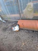 Wyandotte hanen, Dieren en Toebehoren, Mannelijk, Kip