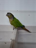 2 Jonge Pyrrhura 's, Dieren en Toebehoren, Vogels | Parkieten en Papegaaien, Geslacht onbekend, Parkiet, Geringd
