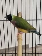 Prachtige koppel gouldamadine pastel, Dieren en Toebehoren, Vogels | Overige Vogels, Meerdere dieren