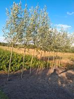 Knot wilgen, Ophalen, Volle zon, Overige soorten, Minder dan 100 cm