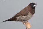 10 japanse meeuwtjes, Dieren en Toebehoren, Vogels | Overige Vogels, Meerdere dieren