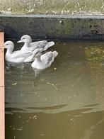 Zilver chilitaling, Meerdere dieren, Eend