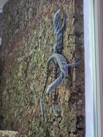 Varanus Macraei 0.0.4, Dieren en Toebehoren, Reptielen en Amfibieën, Overige soorten, Tam, 0 tot 2 jaar
