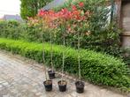 Photinia fraseri Red Robin op stam, Tuin en Terras, Planten | Bomen, Halfschaduw, 100 tot 250 cm, Ophalen, In pot