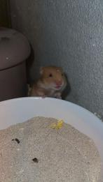 Baby goudhamster, Dieren en Toebehoren, Knaagdieren, Juni, Vrouwelijk, Hamster