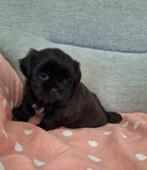 Mooie gezonde boomer pups. Shih tzu maal maltezer, Overige rassen, 8 tot 15 weken, CDV (hondenziekte), Meerdere