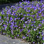 Geranium Rozanne 2.75 euro!, Tuin en Terras, Planten | Tuinplanten, Ophalen of Verzenden