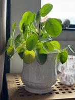 Antieke Plantenpot met Reliëf, Overige soorten, In pot, Minder dan 100 cm, Groene kamerplant