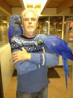 hyachint aras bij dennis papegaaien natuurlijk, Dieren en Toebehoren, Vogels | Parkieten en Papegaaien, Meerdere dieren, Papegaai