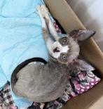 Devon Rex Girl, Dieren en Toebehoren, Poes, Gechipt, 0 tot 2 jaar