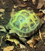Vierteen landschildpad vrouwtje, Dieren en Toebehoren, Schildpad, 0 tot 2 jaar