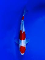 VHQ Tateshita Maruten Doitsu Kohaku 27-32cm Japanse koi, Dieren en Toebehoren, Vissen | Vijvervissen, Karper of Koi