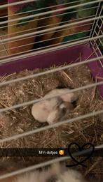 Teddy widder x leeuwenkop baby konijntjes, December, Meerdere dieren, Overige typen, Tam