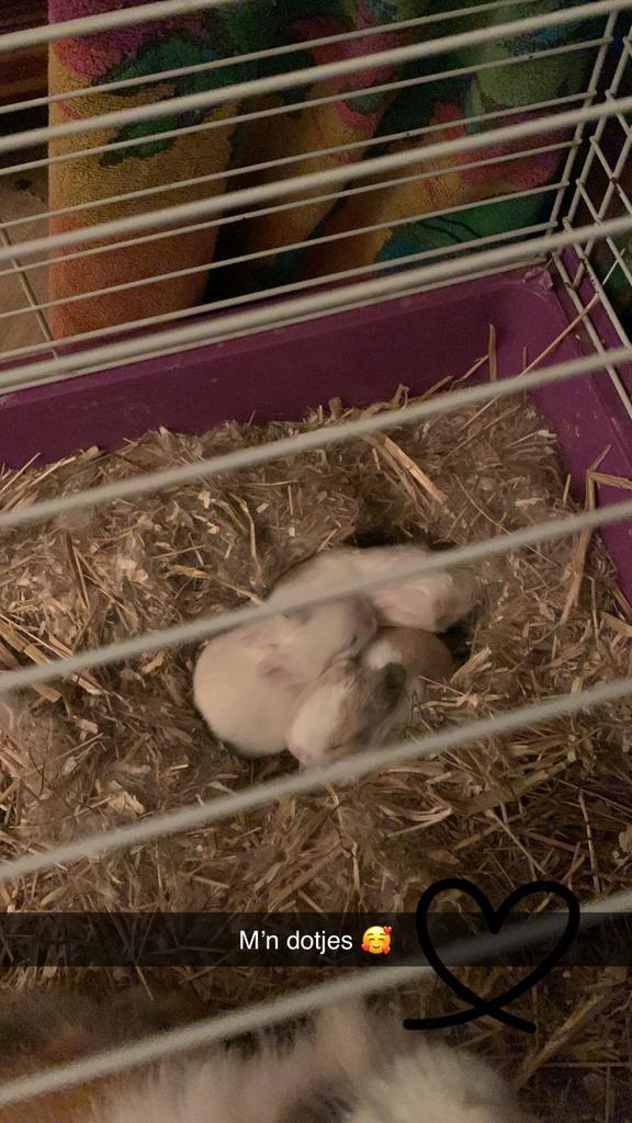 Teddy widder x leeuwenkop baby konijntjes, Dieren en Toebehoren, Knaagdieren, Meerdere dieren, Overige typen, December, Tam