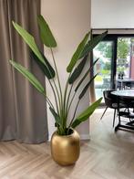 Strelitzia Nicolai Kunstplant – 210 cm | Nieuw | €60, Huis en Inrichting, Kamerplanten, Ophalen of Verzenden, Overige soorten