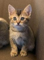 Zeer lieve kittens, 1/2 Britse langhaar, 1/8 Bengaal, Meerdere dieren