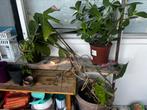 Free Monstera, Huis en Inrichting, Kamerplanten, Ophalen, Halfschaduw, Minder dan 100 cm