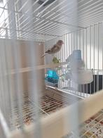 Putter x kanarie man, Dieren en Toebehoren, Vogels | Kanaries, Mannelijk, Bastaard