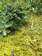 Te koop: bontbladig penningkruid, bodembedekker, Ophalen, Bodembedekkers, Vaste plant, Halfschaduw