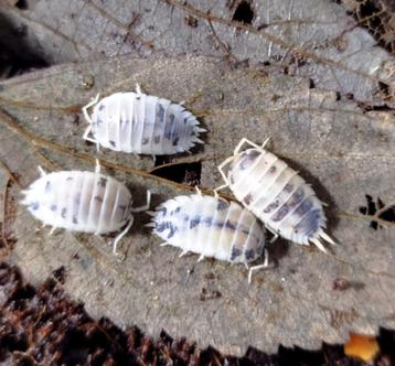 Porcellio laevis "Dairy Cow" beschikbaar voor biedingen