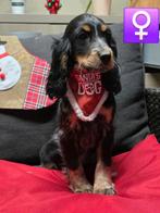 mooie engelse cocker pups, Dieren en Toebehoren, België, Rabiës (hondsdolheid), 8 tot 15 weken, Teef