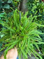 Nephrolepis cordifolia - Hangplant, Ophalen of Verzenden
