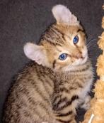 Britsekorthaar  mixs kan gereveerd worde €250, Dieren en Toebehoren, Katten en Kittens | Raskatten | Korthaar, Meerdere dieren