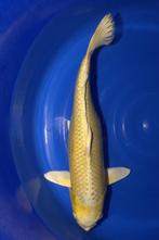 Yamabuki, Dieren en Toebehoren, Vissen | Vijvervissen, Karper of Koi