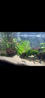 Aquarium 54l tetra, Ophalen, Zo goed als nieuw, Gevuld zoetwateraquarium