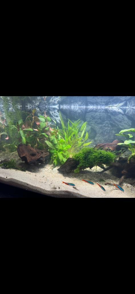 Aquarium 54l tetra, Dieren en Toebehoren, Vissen | Aquaria en Toebehoren, Zo goed als nieuw, Gevuld zoetwateraquarium, Ophalen