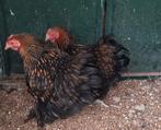 2 leuke hennen, Dieren en Toebehoren, Pluimvee, Vrouwelijk, Kip