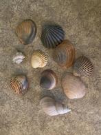 Decoratieschelpen schelpen voor decoratie, Hobby en Vrije tijd, Knutselen, Ophalen of Verzenden, Zo goed als nieuw, Overige typen