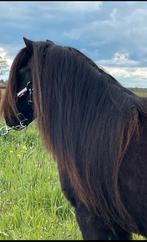 ️💕Beeldschone sprookjes shetlandermerrie!💕(kroonmerrie), Dieren en Toebehoren, 11 jaar of ouder, Merrie, Gechipt, A pony (tot 1.17m)