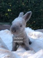 Duitse reus nestje Sallander en Sallander Witoor, Dieren en Toebehoren, Konijnen, Meerdere dieren, Groot