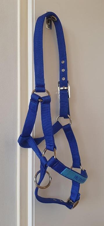 Halster pony blauw met naam Pandora beschikbaar voor biedingen
