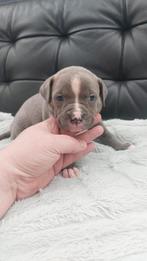 Amerikaanse bulldog/stafford puppy's, Dieren en Toebehoren, 8 tot 15 weken, Bulldog, Meerdere, Meerdere dieren