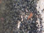 Neocaridina garnalen, Dieren en Toebehoren, Vissen | Aquariumvissen, Kreeft, Krab of Garnaal, Zoetwatervis, Schoolvis