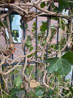 Stalen dubbelstaafmat hekwerk +/- 20 meter. Tuin klimop, Met poort, Gebruikt, Ophalen of Verzenden, Sierhekwerk