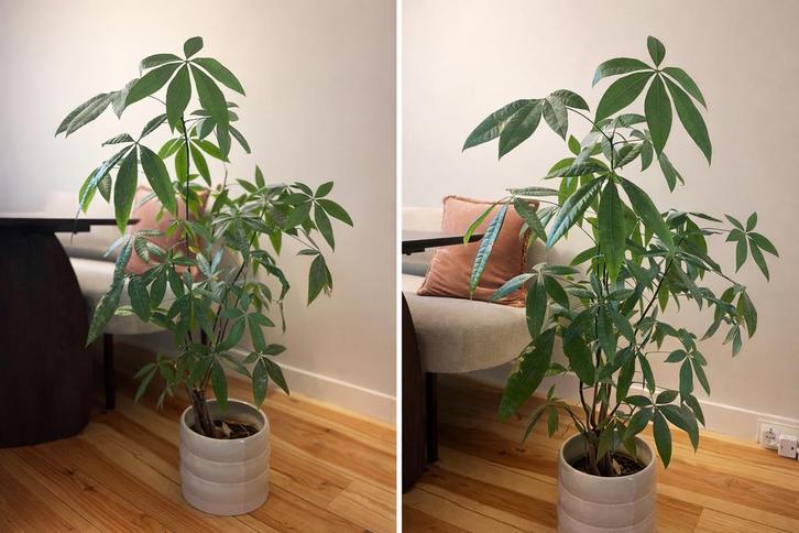 Geldboom (Pachira Aquatica), Huis en Inrichting, Kamerplanten, Overige soorten, Minder dan 100 cm, Groene kamerplant, Halfschaduw