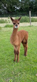 Drie lieve Alpaca merries voor de prijs van 1‼️, Dieren en Toebehoren, December, Meerdere dieren