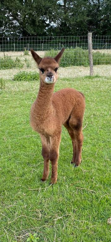 Drie lieve Alpaca merries voor de prijs van 1‼️ beschikbaar voor biedingen