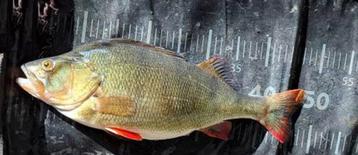 Set B 23 van 4 stuks Baars - Snoekspinners met streamertje beschikbaar voor biedingen