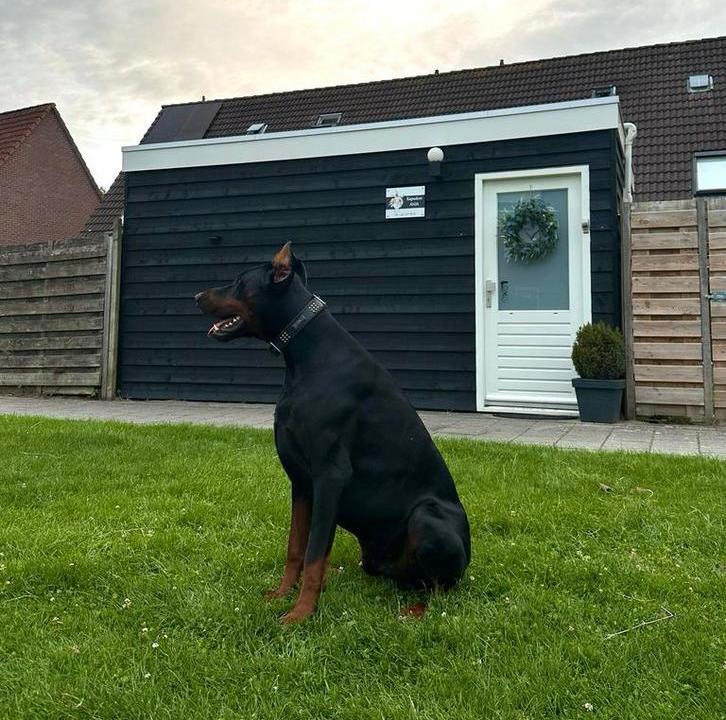 Dobermann Dekreu, Dieren en Toebehoren, Honden | Dekreuen, Reu, Particulier, Eén hond, Buitenland, 1 tot 2 jaar, CDV (hondenziekte)