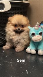 Pomeranian/ pomeriaan/ dwerg kees pups, Dieren en Toebehoren, Keeshond, CDV (hondenziekte), 8 tot 15 weken, Meerdere