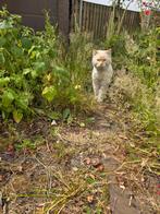 Gratis redpoint ragdoll van ca 8jaar oud, Kater, Gechipt, 6 jaar of ouder