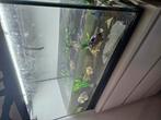 Te koop: Aquarium met schildpad – 80 cm x 50 cm, Dieren en Toebehoren, Vissen | Aquaria en Toebehoren, Ophalen of Verzenden, Gebruikt