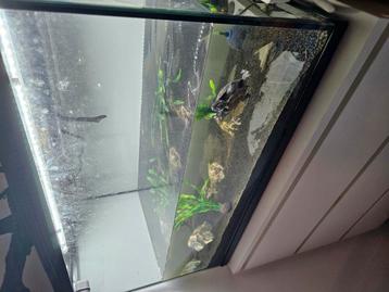 Te koop: Aquarium met schildpad – 80 cm x 50 cm
 beschikbaar voor biedingen